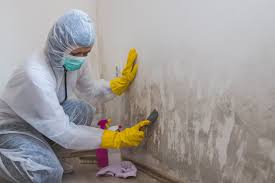 Professional Mold Removal Services in French Camp, CA